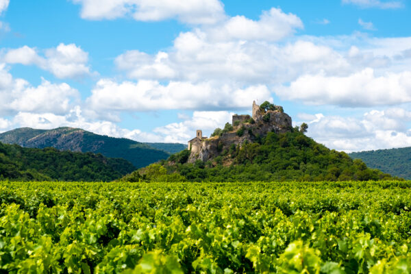 Vignes au premier plan et château d'Entrechaux en arrière-plan.