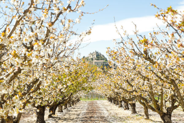 Arbres fruitiers en fleurs et colline du château d'Entrechaux en arrière-plan.