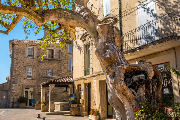 Façades de maison du village de Sablet et vieux platane aux formes sinueuses.