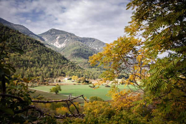 Paysage avec le Ventoux, des champs et forêts à Saint-Léger-du-Ventoux.