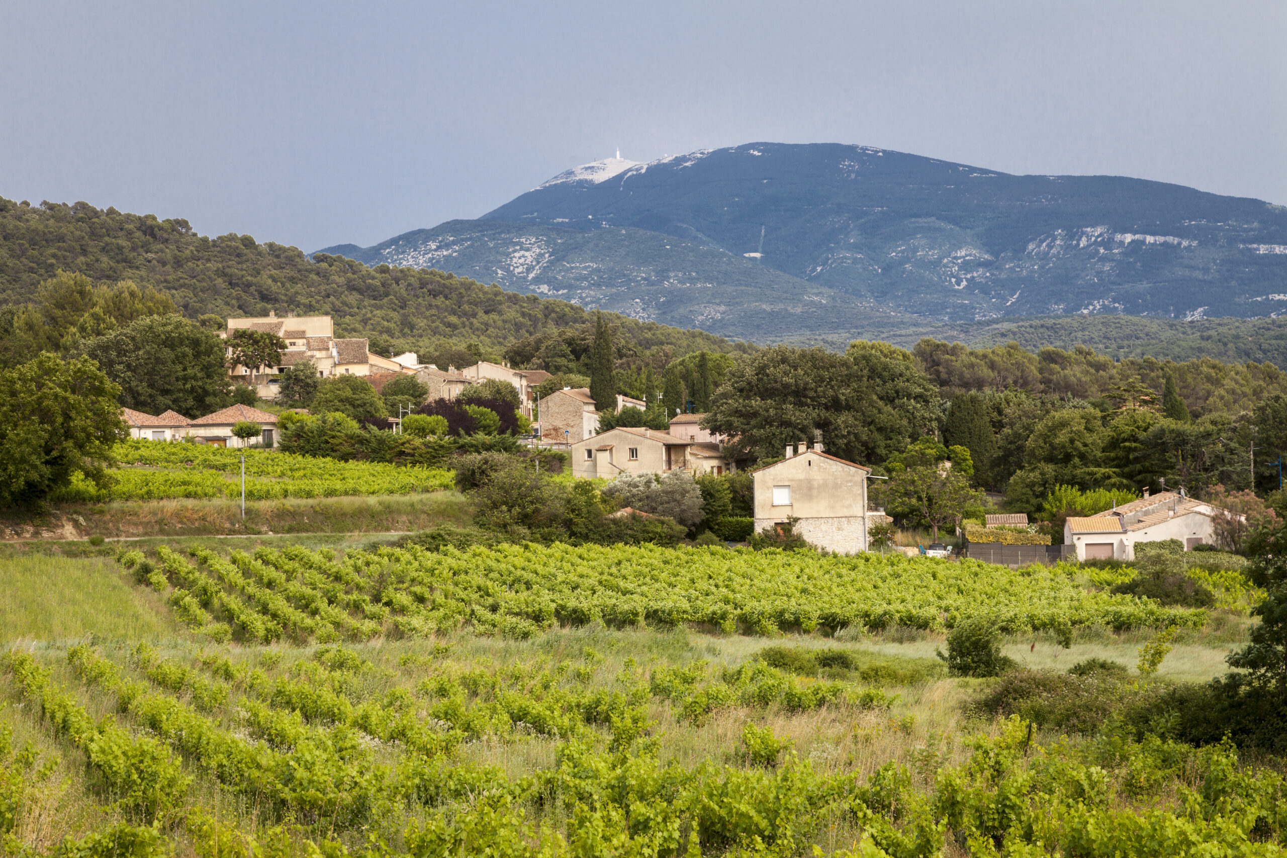 Vue de Saint-Marcellin-lès-Vaison avec vignes au premier plan et Mont Ventoux au loin.