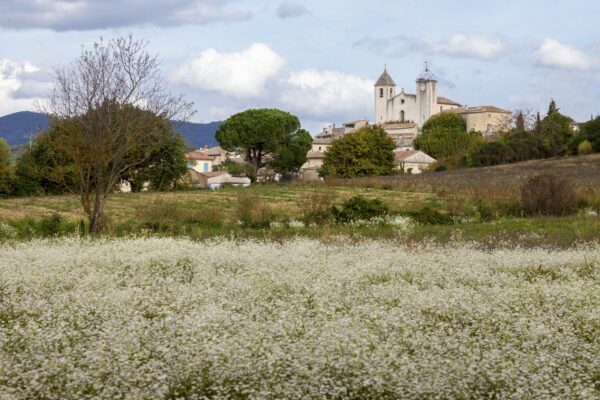 Vue éloigne de Saint-Romain-en-Viennois avec l'église Sainte Anne en arrière plan et champ fleuri au premier plan.