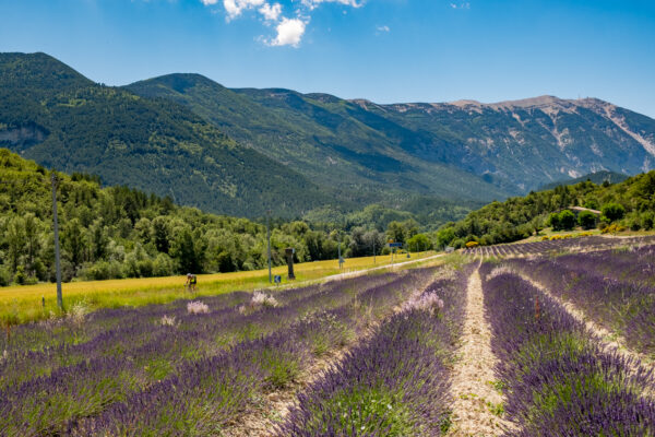 Vue sur un champ de lavande avec le Mont Ventoux en arrière plan