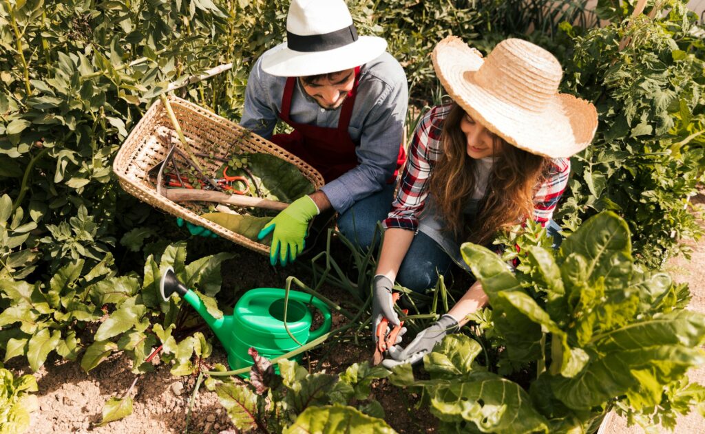 Deux personnes jardinent avec du compost.